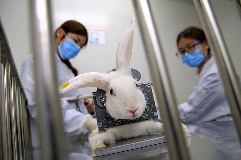 Тяньцзин, Китай. Испытание лекарственных препаратов на животных в медицинской лаборатории