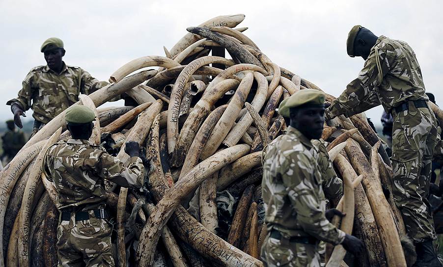 Найроби, Кения. Рейнджеры Службы охраны дикой природы Кении (KWS) складывают слоновьи бивни перед их сжиганием. Сотрудники KWS уничтожили около 105 тонн нелегальной слоновой кости