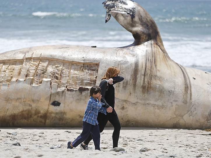 Сан-Клемент, США. Туша кита, выброшенная морем на калифорнийский пляж