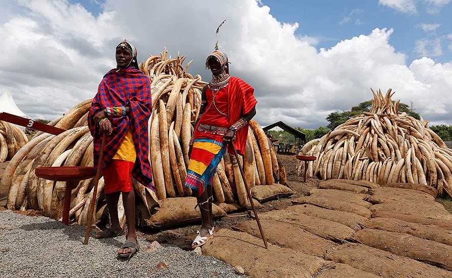 Найроби, Кения. Члены племени маасаи позируют возле куч конфискованной слоновой кости, сложенной для сжигания