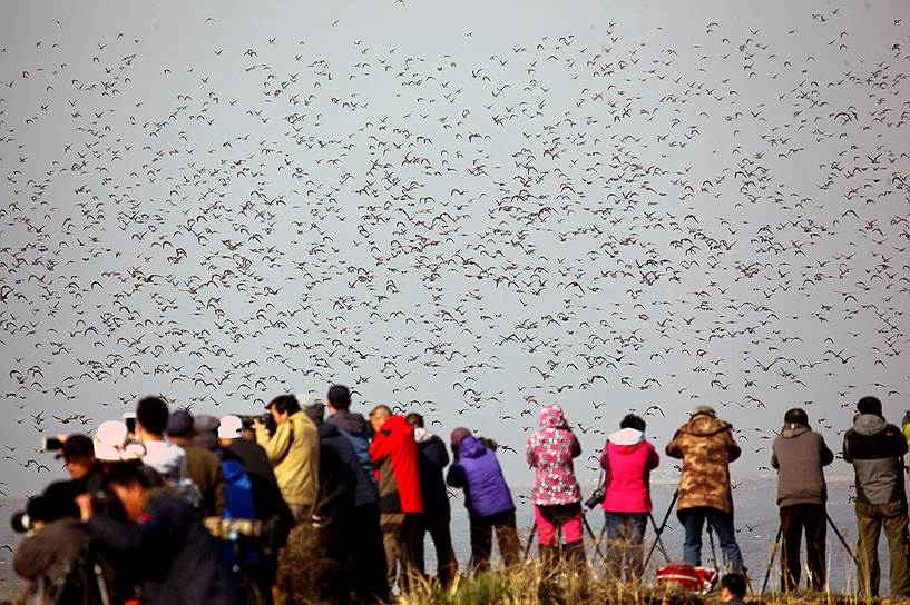 Даньдун, Китай. Фотографы, снимающие стаю перелетных птиц