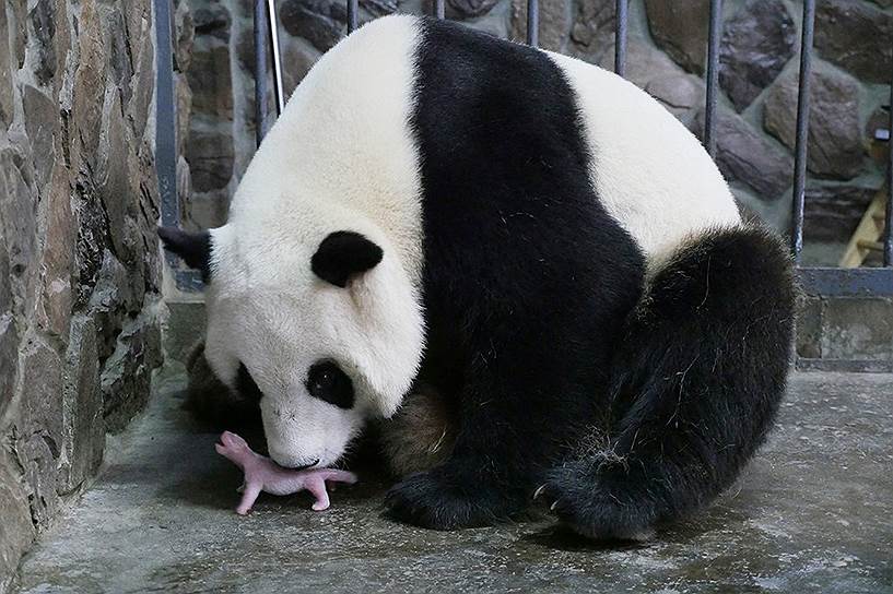 Чэнду, Китай. Гигантская панда со своим новорожденным детенышем 