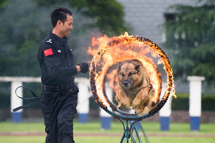 Гуйян, Китая. Полицейская собака прыгает через горящие кольца 