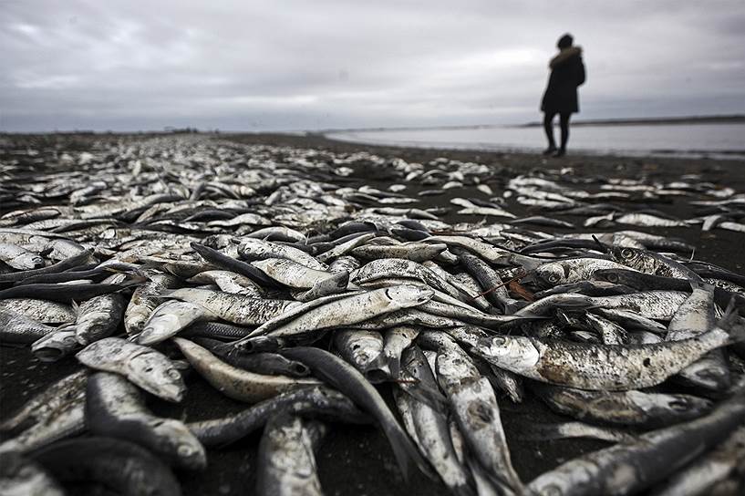 Темуко, Чили. Женщина идет по пляжу, который покрыт мертвыми сардинами. Рыба погибла из-за высокого содержания в воде смертоносных для нее водорослей