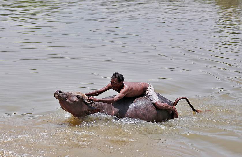 Ахмадабад, Индия. Пастух и буйвол 