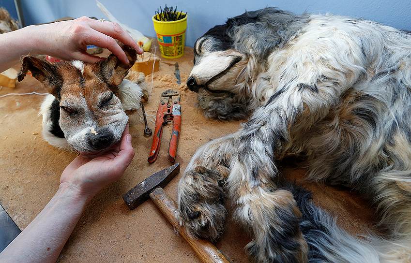 Таксидермист работает над чучелом собаки в своей мастерской