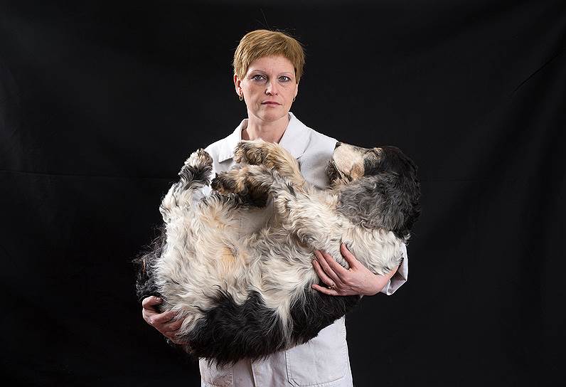 Таксидермист Кэти Вертонген позирует с изготовленным чучелом собаки