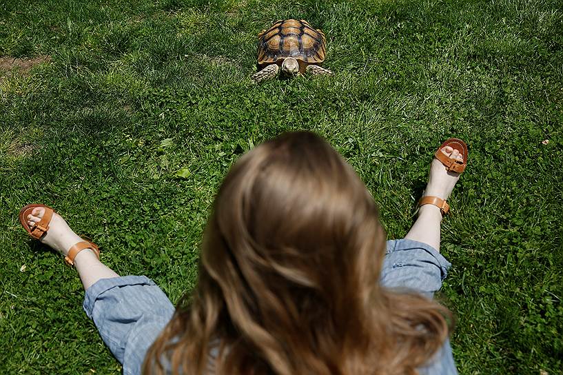 Нью-Йорк, США. Девушка выгуливает черепаху в парке
