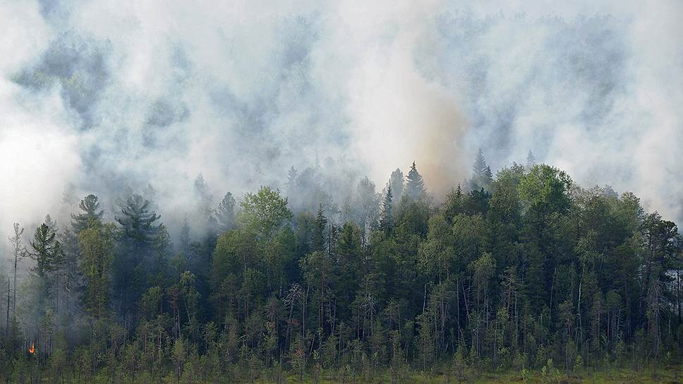Экологи обвиняют Рослесхоз в «самом масштабном занижении площади лесных пожаров»