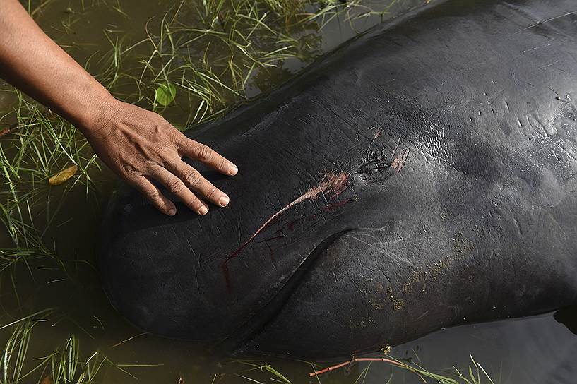 Проболинго, Индонезия. Мужчина дотрагивается до мертвого кита, выбросившегося на берег