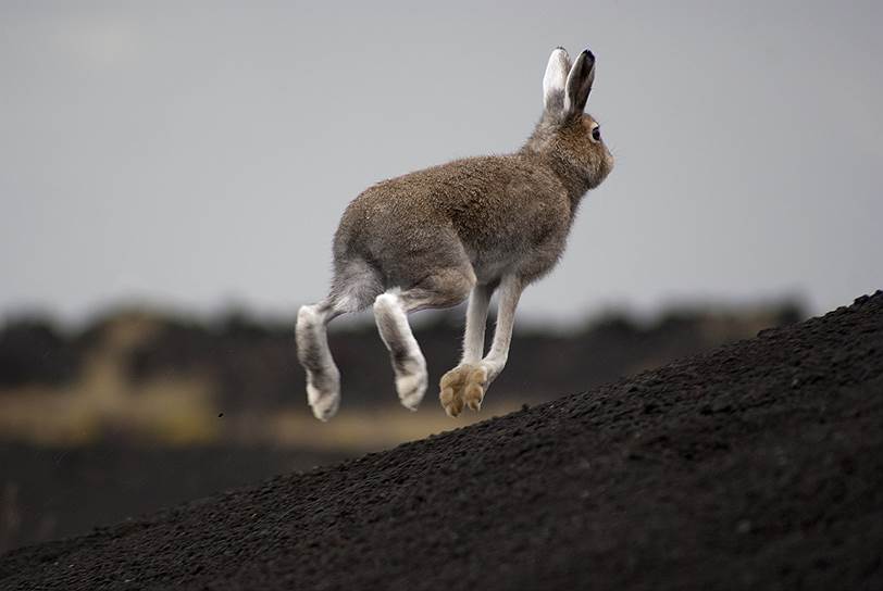 «Заяц-беляк»&lt;br>Полуостров Камчатка.&lt;br>Снимок сделан у подножия вулкана Толбачик. Заяц испугался летающего неподалёку сокола