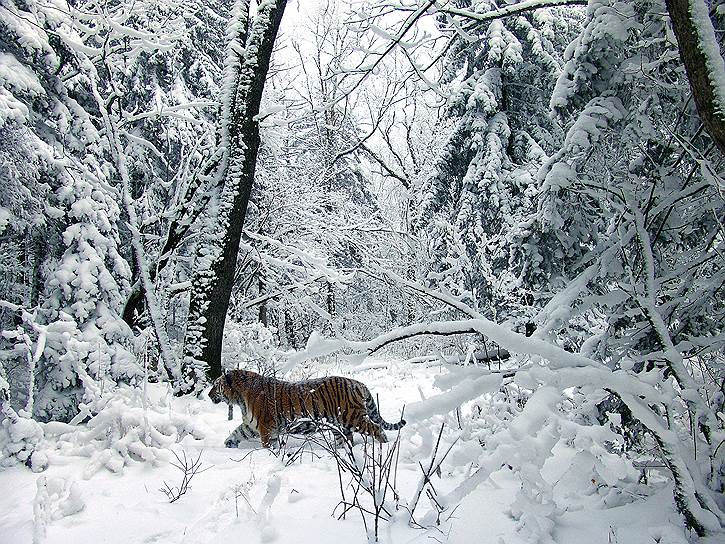 «Амба идет по снегу»&lt;br>Хабаровский край.&lt;br>Амурский тигр – один из самых крупных и одновременно малочисленных хищников нашей планеты. Народы Дальнего Востока часто с восхищением называют его «амба» – большой