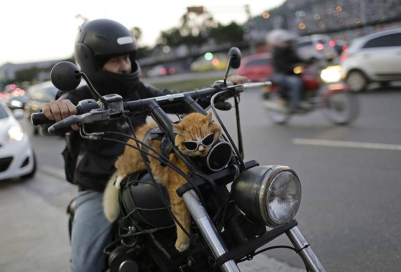 Рио-де-Жанейро, Бразилия. Мотоциклист едет вместе со своим котом 