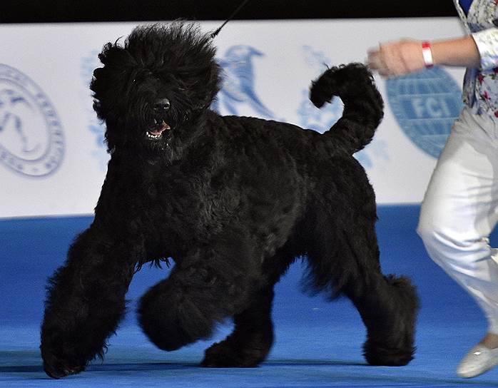 Москва, Россия. Русский черный терьер, занявший первое место на всемирной выставке собак World Dog Show 2016 в МВЦ &quot;Крокус Экспо&quot;