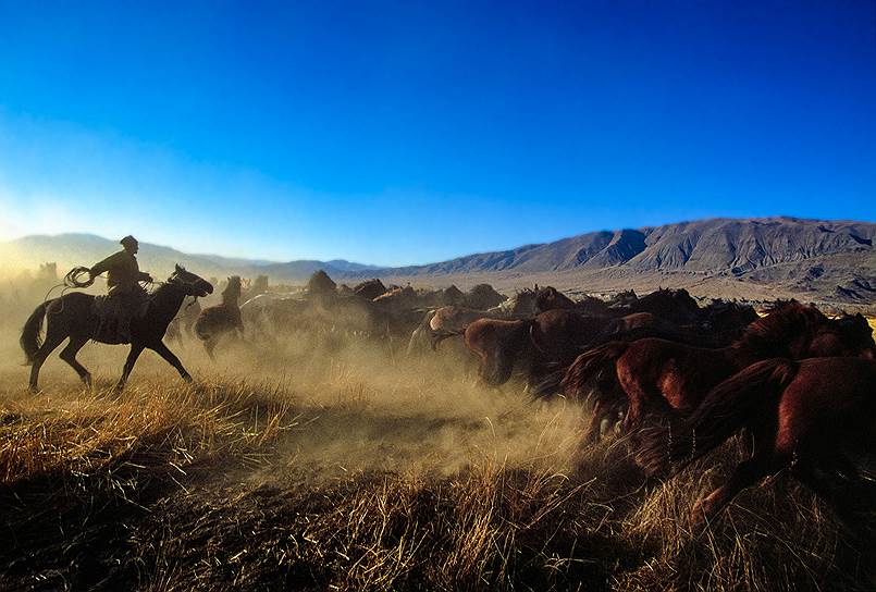 «Тувинские пастухи»&lt;br>Республика Тыва&lt;br>Фотография была сделана во время экспедиции по Тувинской республике. За два месяца я побывал с пустыне на границе с Монголией, на перевалах Саянский гор, в высокогорной тайге Тоджи. В самом конце путешествия, когда я возвращался в столицу Тувы - Кызыл, ранним утром я увидел как местные пастухи гонят стадо лошадей на водопой к реке Хемчик. Я нагнал их на своей лошади, и поскакал вместе с ними. Быстрая скачка в табуне лошадей захватила меня и, находясь под вдохновляющим воздействием этого момента, я сумел поймать кадр, в котором, как мне кажется, отражены традиции кочевой жизни местных жителей, простор, движение, краски степей и гор Сердца Азии