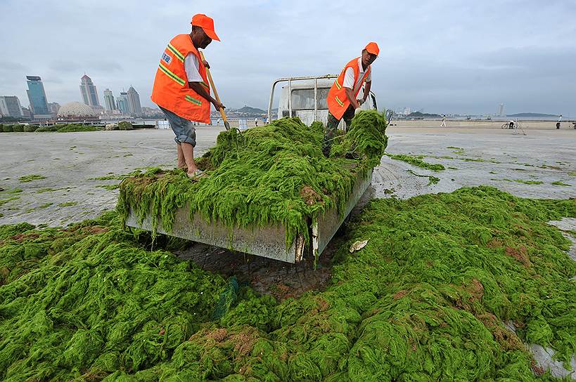 Циндао, Китай. Рабочие выгружают водоросли на территории фабрики