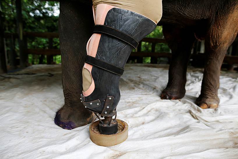 Лампанг, Таиланд. Протез для слона по имени Мотола, который потерял ногу, наступив на мину