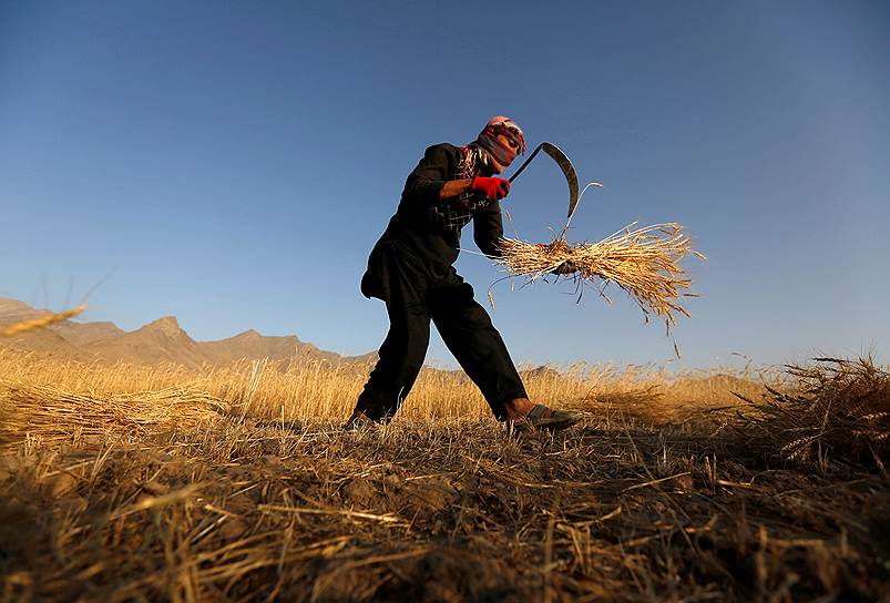 Кабул, Афганистан. Афганский крестьянин собирает урожай пшеницы 