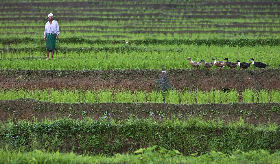 Мегхалая, Индия. Женщина и утки на рисовом поле