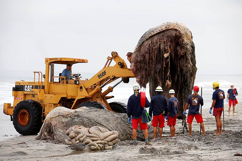 Калифорния, США. Спасатели при помощи тяжелой техники убирают с пляжа тушу крупного горбатого кита