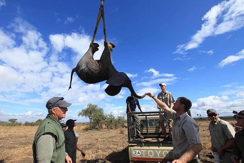 Лилонгве, Малави. Слона помещают в грузовик в рамках программы оказания помощи исчезающим видам животных