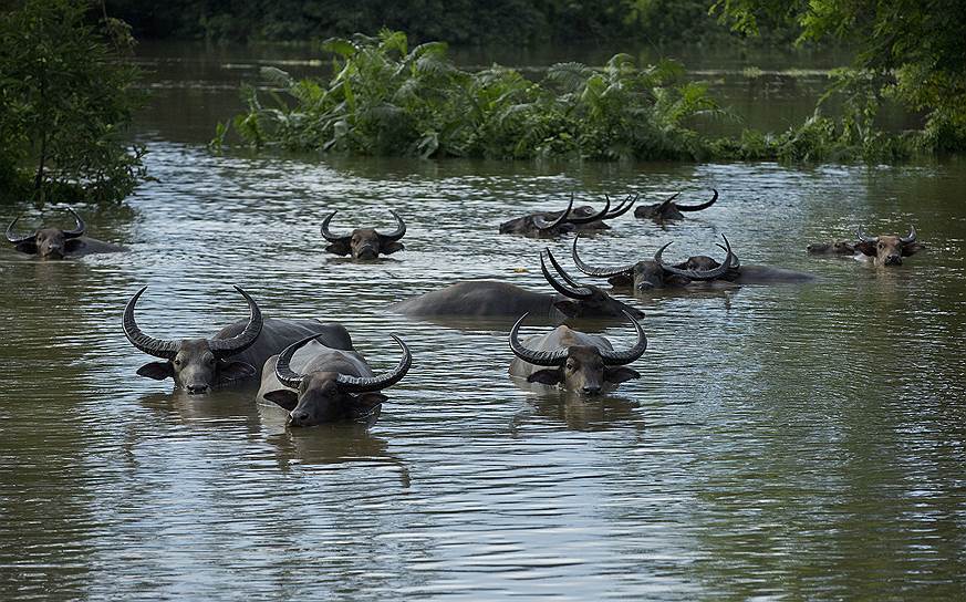 Гувахати, Индия. Буйволы, плывущие по размытой из-за сильных дождей реке Брахмапутре