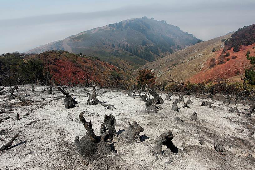 Калифорния, США, Обугленный склон одной из гор после лесного пожара