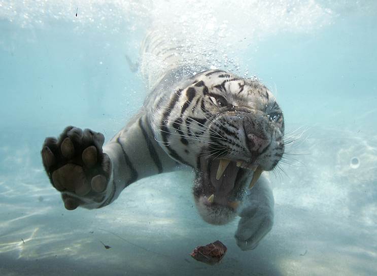 Помимо России тигр обитает в 12 государствах Азии. Вопреки стереотипам он хорошо плавает, а иногда может поймать и съесть рыбу