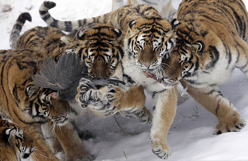 Амурский тигр — самый крупный подвид тигра. Благодаря размерам он научился жить среди снегов — на юге Дальнего Востока. В остальные регионы он не переходит из-за значительной высоты снежного покрова