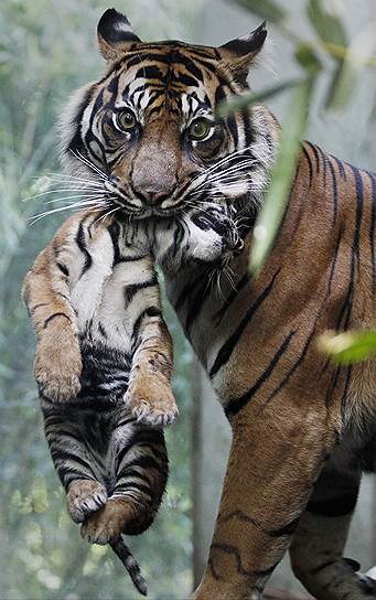 Ситуацию с сохранением тигров в глобальном масштабе можно назвать катастрофической. За последние 100 лет численность этого вида сократилась в 25 раз — со 100 тыс. до 4 тыс.
