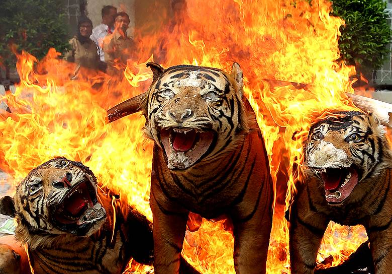 Основную угрозу для полосатых хищников представляют браконьеры. Они убивают тигров и продают их по частям, в том числе как сырье для традиционной медицины в Китае и Корее &lt;br>
На фото: уничтожение конфискованных у браконьеров шкур и других частей тигра в Индонези