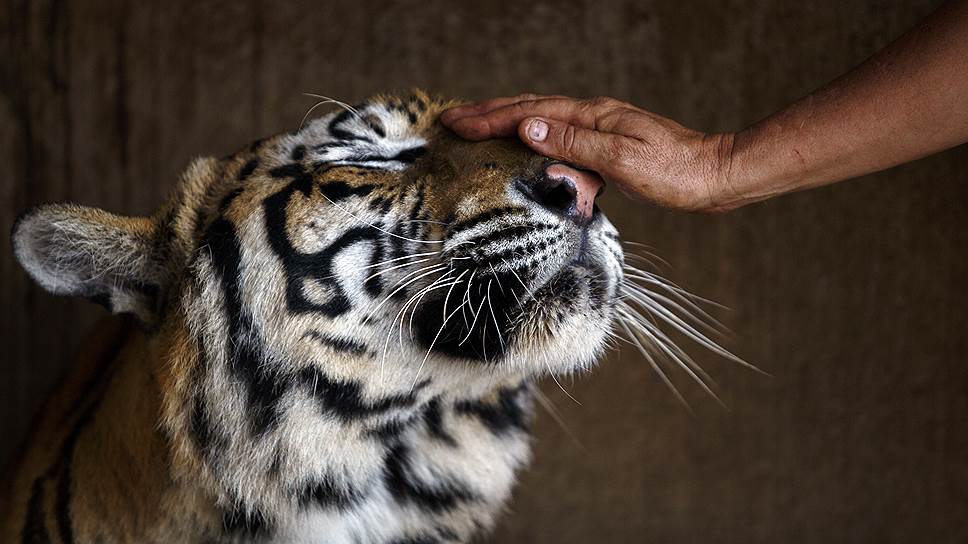 По данным телеканала Animal Planet, тигр является самым любимым животным в мире. Согласно опросу, в котором приняло участие 53 тыс. человек, к числу фаворитов его отнесли 21% респондентов