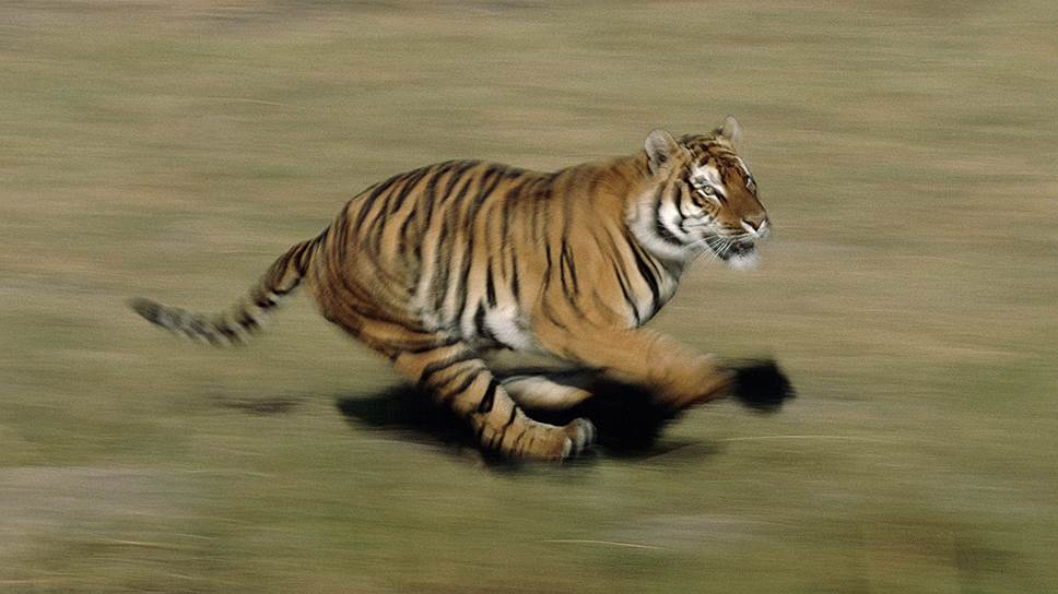 Предполагается, что слово «тигр» происходит от авестийского tigri — «стрела» — из-за быстрого бега и стремительной атаки этого животного