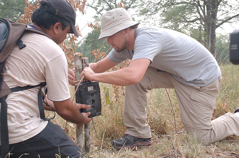 Еще один популярный метод подсчета тигров — фотоловушки&lt;br>
На фото: Леонардо Ди Каприо устанавливает фотоловушку в Непале. Он пожертвовал $3 млн  на охрану тигра в этой стране