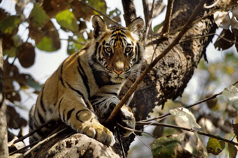 В отличие от тигрят взрослые тигры неспособны залезать на деревья, но могут на них запрыгнуть с разбега в несколько метров