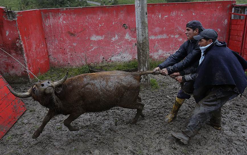 Эквадор. Рабочие ловят быка, чтобы перевезти его в Пильяро, где, по решению местных властей, будет возобновлена традиция бега с быками по улицам