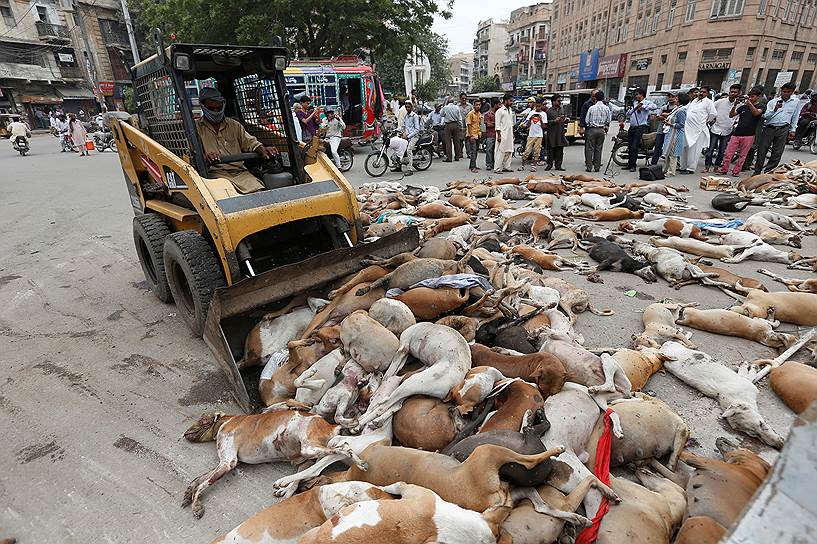 Карачи, Пакистан. Рабочий убирает мертвых собак с улиц. Власти города на этой неделе отравили 700 бродячих собак. В последнее время они стали часто нападать на местных жителей