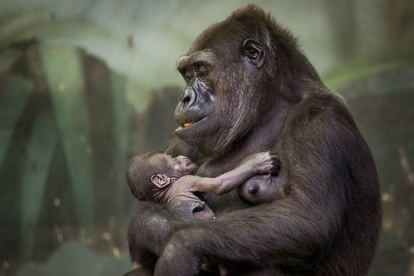 Москва, Россия. Горилла Кира со своим новорожденным младенцем в вольере зоопарка 