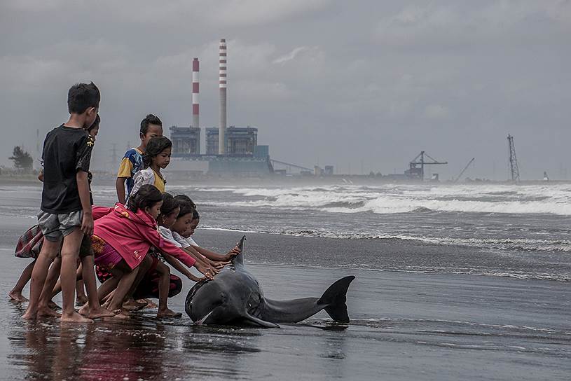 Килакап, Индонезия. Дети пытаются подтолкнуть к воде раненого дельфина, выбросившегося на берег