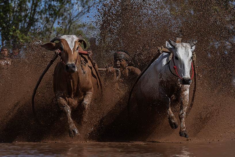 Танах-Датар, Индонезия. Традиционные гонки быков после сбора урожая риса