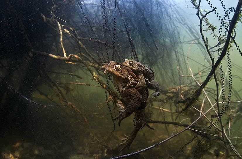 «Любовь»&lt;br>Республика Марий эл, озеро Оланга&lt;br>В апреле-мае у серых жаб период спаривания. Эти земноводные живут преимущественно на суше и мигрируют к родным нерестилищам порой по 2-4 км. Застать их в период размножение под водой достаточно непросто т.к. они стараются спрятаться поглубже в водорослях на которых и откладывают икру. Брачный период зависит от погодных условий, когда температура воды прогревается выше +6 °C