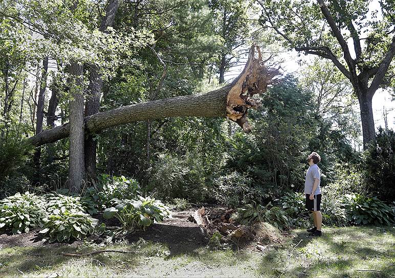Массачусетс, США. Мужчина смотрит на упавшее из-за сильного торнадо дерево