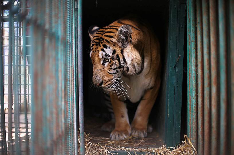Сектор Газа, Палестина. Тигр по имени Лазиз в своей клетке в местном зоопарке, который назван худшим в мире