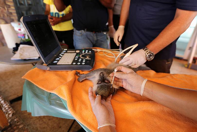 Ветеринары организации Four Paws проверяют обезьяну из зоопарка