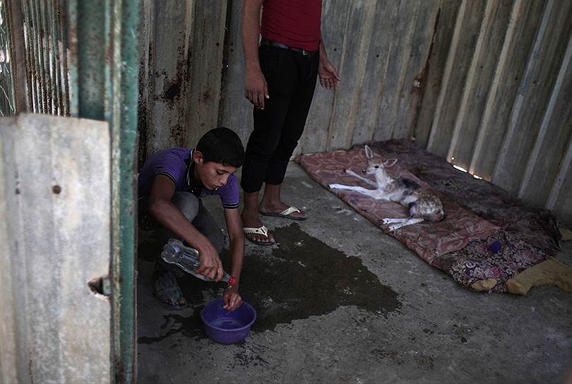 Спасением животных из зоопарка в секторе Газа занималась международная организация Four Paws, которая оказывает помощь животным по всему миру&lt;br>На фото: работники зоопарка ухаживают за новорожденным олененком