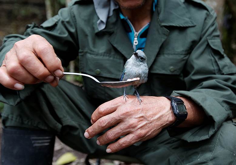 Солдат «Революционных вооруженных сил Колумбии» кормит птицу