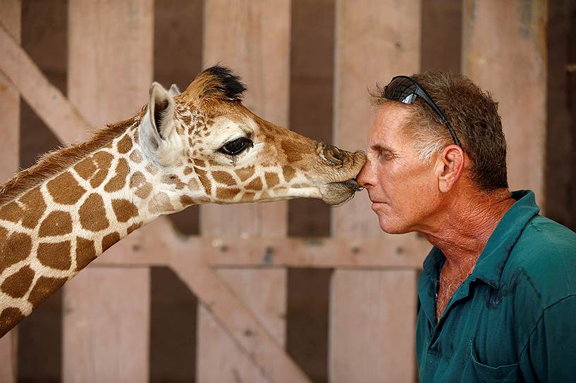 Рамат-Ган, Израиль. Новорожденный жираф целует смотрителя сафари-парка Гая Пира