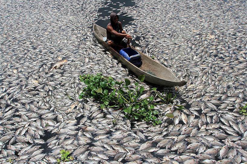 Озеро Манинджау, Суматра. Мужчина плывет на лодке, разгребая мертвых рыб, популяция которых начала резко сокращаться из-за изменения химического состава воды