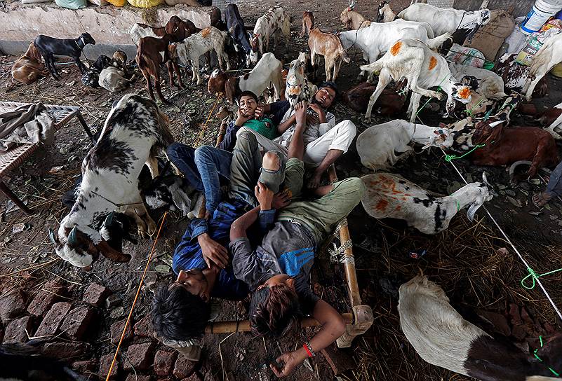 Калькутта, Индия. Торговцы спят возле своих коз на скотном рынке, ожидая начала Курбан-байрама 