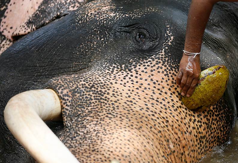 Коломбо, Шри-Ланка. Наездник чистит своего слона перед традиционным парадом